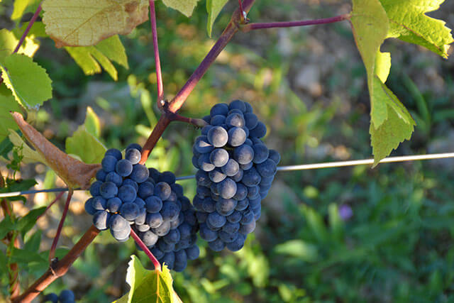 France Farmers Celebrate Record Wheat Grapes France Farmers Celebrate Record Wheat Grapes