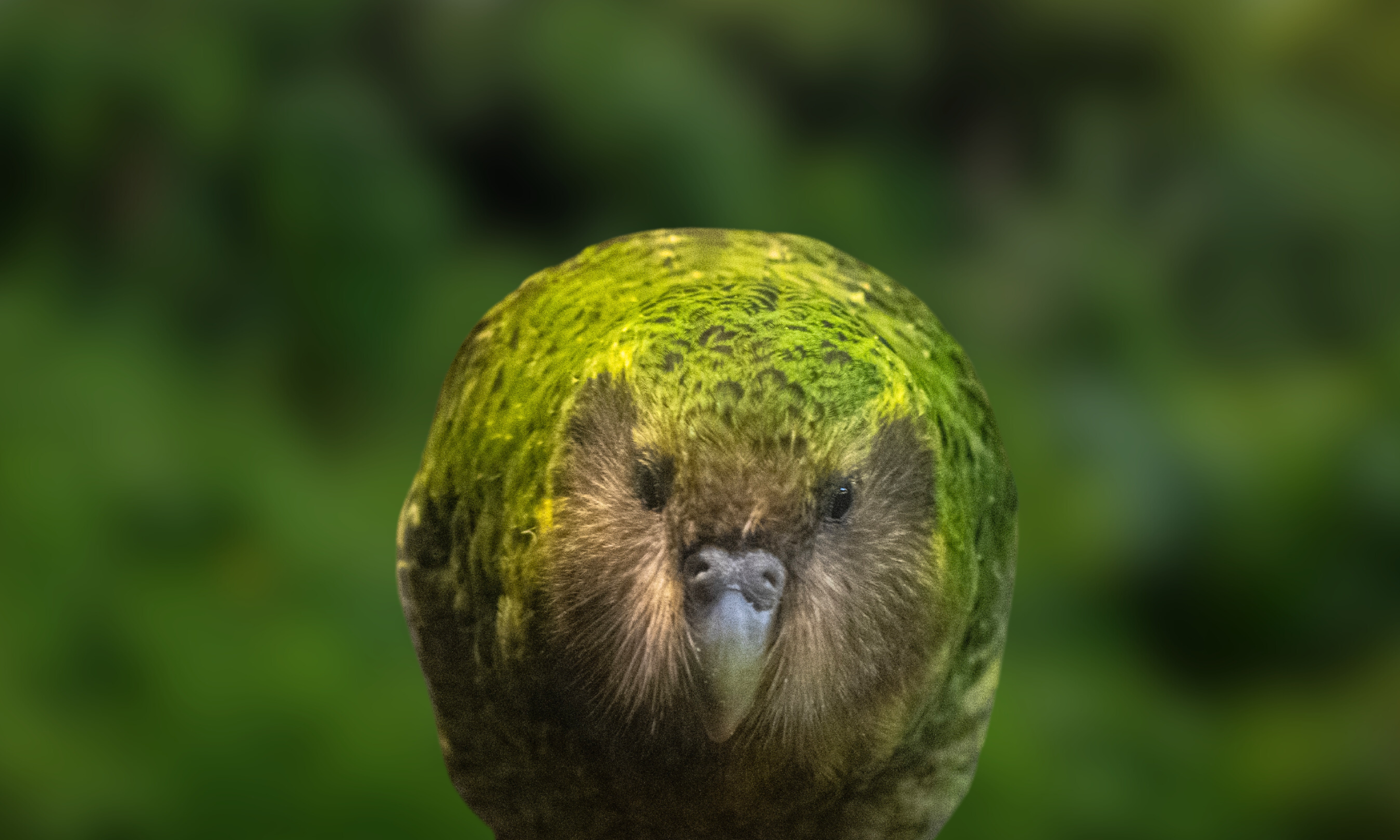 Vaccinating New Zealand’s Rarest Birds Against Avian Flu