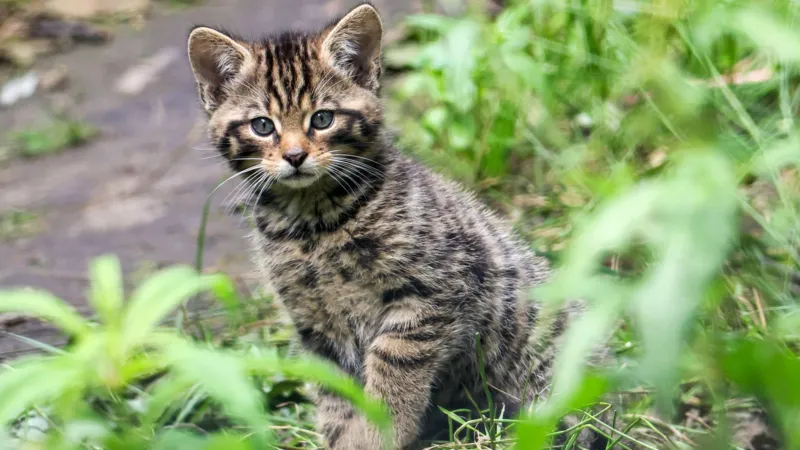 Wildcat Kittens Born in Scotland Park Wildcat Kittens Born in Scotland Park