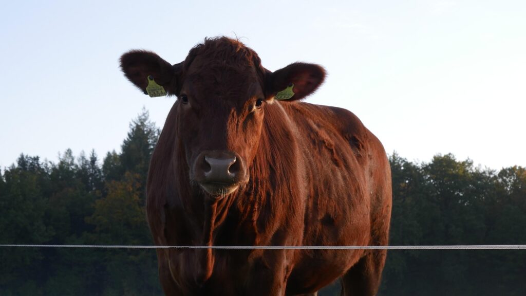 Beef prices spike as Trump struggles to calm ranchers