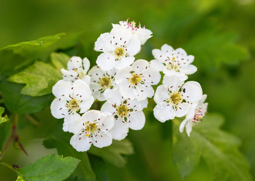 Plants Communicate Stress Signals to Protect Nearby Neighbours